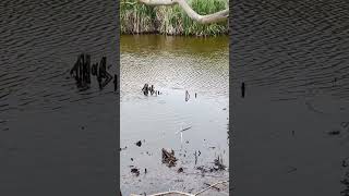 Gawler belt pond 261024 pond koi koifish kooinapond wildlife wildlifephotography [upl. by Giarla]