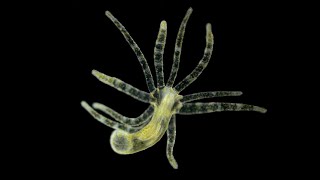 Phylum Cnidaria Part 2 Class Hydrozoa [upl. by Maximo]