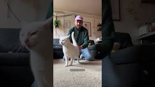 Catscantalkfunnypets funnycatscatsoftiktok [upl. by Artemahs]