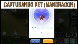 RAGNAROK MOBILE CAPTURANDO PET MANDRAGON [upl. by Jorey442]