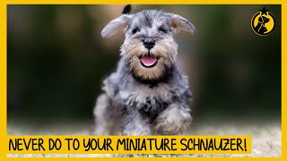 5 Things You Must Never Do to Your Miniature Schnauzer [upl. by Bar]