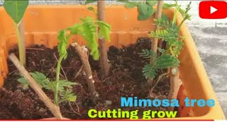 Mimosa tree cutting grow [upl. by Leryt]