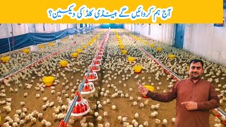 New Fluck No 7 New Broiler Chicks Day 46  broiler chicken poultry farming  MAmin Hamid Dar [upl. by Tsew]