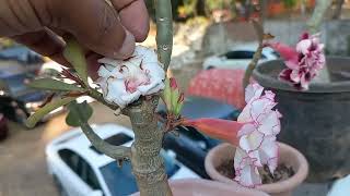 Adenium dormancy and time to wait फिर मिलेंगे [upl. by Eladnek521]