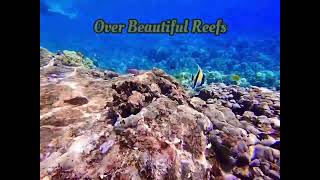 Big island Hawaii snorkeling in captain cook [upl. by Xam]