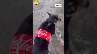 ￼Coco cola trending viralvideo shorts funny funnycomedy ytshorts youtubeshorts￼ [upl. by Susi706]