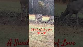 A Sunday Kind of Love 🦌 deer wildlife shorts appalachia appalachiashomesteadwithpatara [upl. by Haelak440]