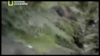 goat mountain oregon sasquatch film [upl. by Dick]