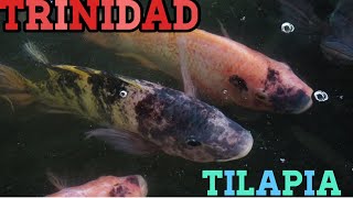 TILAPIA FISH TRINIDAD [upl. by Casandra795]