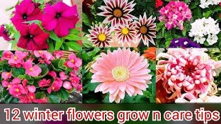 Winter flowering seedling with update How to Grow and Care winter flowers from seeds [upl. by Adelheid748]