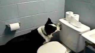 Shebang Border Collie flushes toilet [upl. by Chuch]