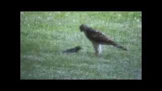 Coopers Hawk Playing With Its Prey [upl. by Latsryk]