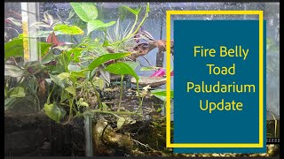 Fire Belly Toad Paludarium Update [upl. by Sebastiano]