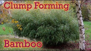 The Best Clump Forming Bamboo You Can Grow  Fargesia Guide [upl. by Sabba24]