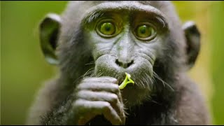 Best Monkey Moments  BBC Earth [upl. by Zorina752]