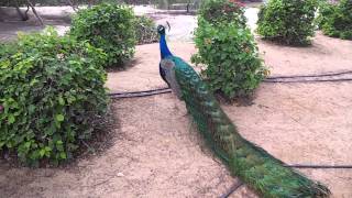 Peacocks of Zabeel Palace Dubai طواويس قصر زعبيل في دُبي [upl. by Ferino479]