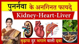 7 Amazing Health Benefits of Punarnava पुनर्नवा  पुनर्नवा के अनगिनत फायदे Boerhavia diffusa [upl. by Leizar]