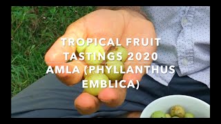 Florida Exotic Fruit Tastings 2020  Bitter Amla or Indian gooseberry the King of Superfoods [upl. by Marne923]