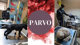 Parvo treatment in cat and dogs  Aliyan Vets [upl. by Lanuk]