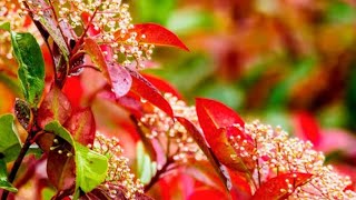 সিজিজিয়াম গাছের সম্পূর্ণ পরিচর্যাsyzygium plantPhotinia red robin plant carenature [upl. by Kifar]