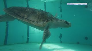 Kemps ridley sea turtle back in Texas after epic adventure overseas [upl. by Lasser]