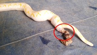 How Do Snake Poop [upl. by Depoliti]