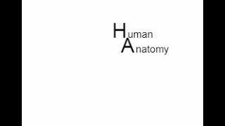 Abdominal Aorta [upl. by Shell595]