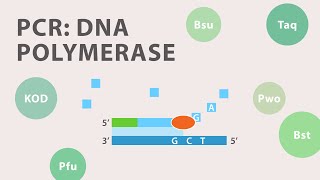 2 Polymerase Chain Reaction PCR  DNA Polymerase [upl. by Naicul]