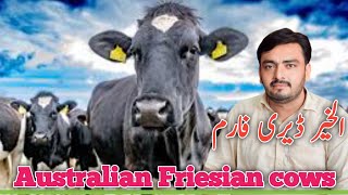 Alkhair Dairy Farm is Pakistans Best cows Farm  Friesian cows For sale [upl. by Yme]