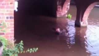 Telfords warehouse WOMEN JUMPS INTO MUCKY water to save drowning bird [upl. by Nolahp]