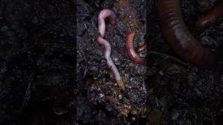 MindBlowing Facts About Earthworms animal worms earthworms [upl. by Ardiedal91]