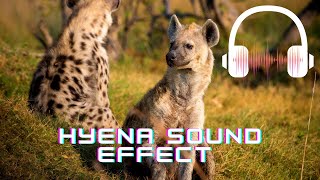 Hyena sound effect  Hyena sounds  What sounds does a hyena make [upl. by Kurtis588]