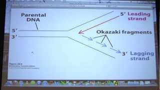 42 Biochemistry DNA Replication II Lecture for Kevin Aherns BB 451551 [upl. by Jacobine]