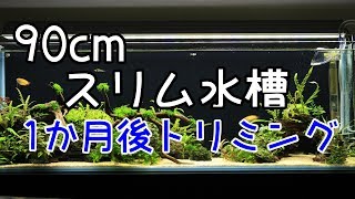 【アクアリウム】90cmスリム水槽1か月後のトリミング [upl. by Royden213]