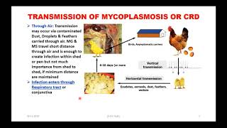 Mycoplasmosis or CRD TREATMENT amp CONTROL in Poultry  Webinar to VetNepal Vets of Nepal [upl. by Sug]