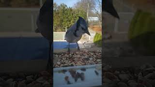 Blue Jay Having Lunch [upl. by Hedva]