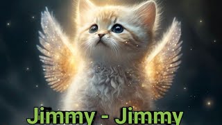 Cat Jimmy Jimmy Dance  Billi Ki Jimmy Jimmy Nach  Animals Lover [upl. by Nisior]