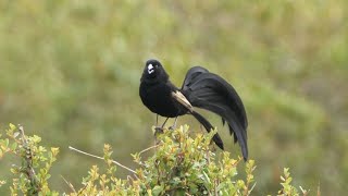 Jacksons Widowbird in Kenya [upl. by Messere]