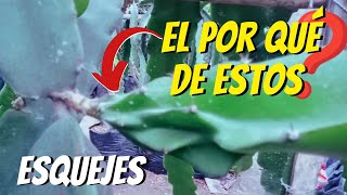 😱😱Por qué mis PITAHAYAS EMITEN estos tipos de ESQUEJES❓ pitaya pitahaya cactus plant jardin [upl. by Novy]