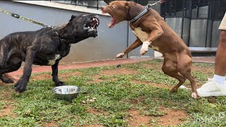 KING FLOKI VS CANE CORSO ‼️ SIAPAKAH P3MEN4NGNYA [upl. by Areic]