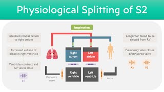 Heart Sounds  Physiological Splitting of S2 [upl. by Atiuqcaj]