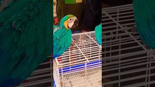 Two parrots above the cage  short youtubeshorts parrot [upl. by Anilatsyrc936]