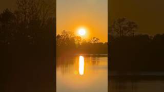 A Lake Renwick Heron Rookery wSunset Moment [upl. by Kristin]