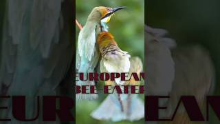 Beutiful European Beeeater Birds 🥰 [upl. by Einon648]