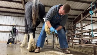 LIVE Chronic Clydesdale Hoof Care [upl. by Akli96]