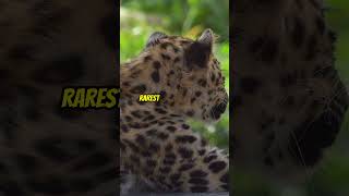 The RAREST Big Cat on EARTH Amur Leopard extinction [upl. by Muldon89]