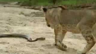 lion vs serpent أسد مقابل ثعبان [upl. by Emmerich422]