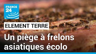 Un apiculteur invente un piège à frelons asiatiques unique au monde • FRANCE 24 [upl. by Dorinda]