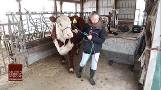 Students Load Cattle for 2017 PA Farm Show [upl. by Gaby]