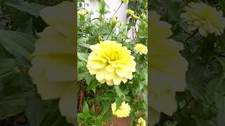 oru kili uruguthu tamilsong ilayarajasongs homegarden attur love [upl. by Aihcropal284]